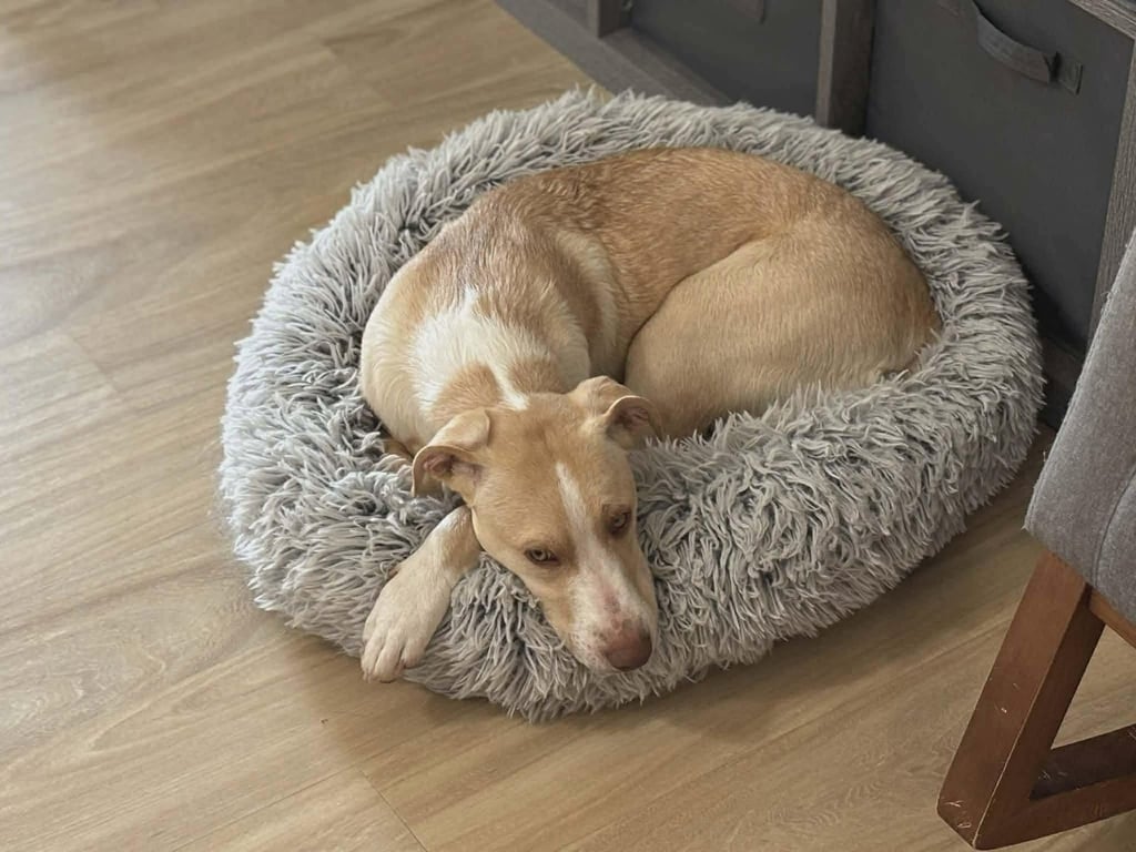 Alexandra- pure puppy love Image