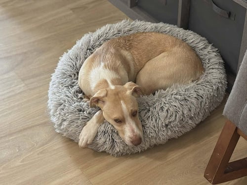 ALEXANDRA- PURE PUPPY LOVE - Labrador Retriever available for adoption