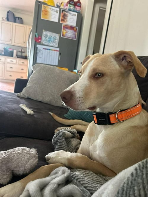 ALEXANDRA- PURE PUPPY LOVE - Labrador Retriever available for adoption