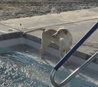 Alexandra- pure puppy love - Photo 3