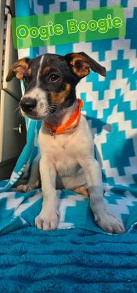 Ooggie Boogie- beagle mix - Photo 3
