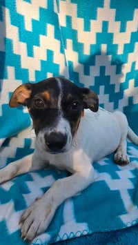 Ooggie Boogie- beagle mix - Photo 4
