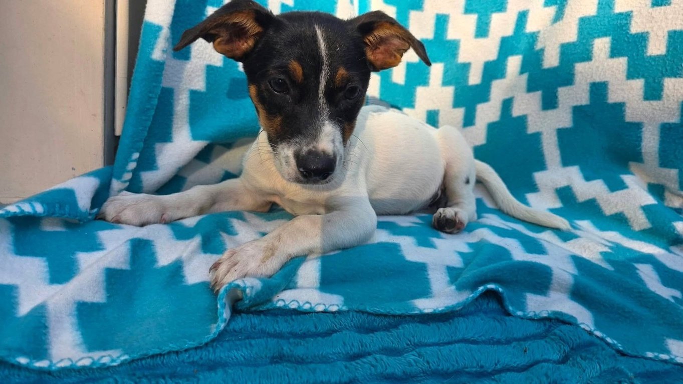 Ooggie Boogie- beagle mix Image
