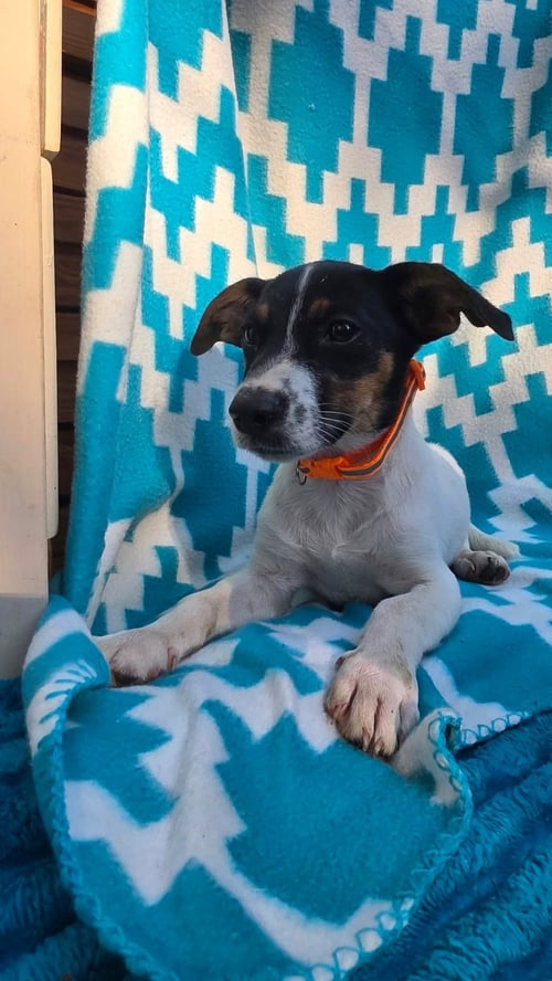 OOGGIE BOOGIE- BEAGLE MIX - Beagle available for adoption