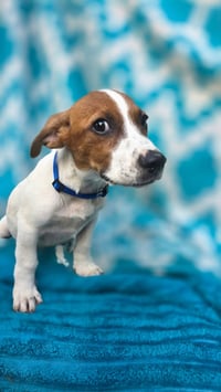 Zero- beagle mix - Photo 6