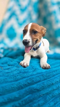 Zero- beagle mix - Photo 4