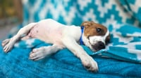 Zero- beagle mix - Photo 3