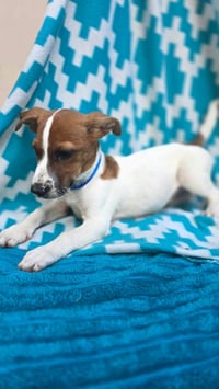 Zero- beagle mix - Photo 5