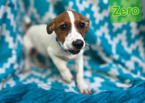 ZERO- BEAGLE MIX - Beagle available for adoption