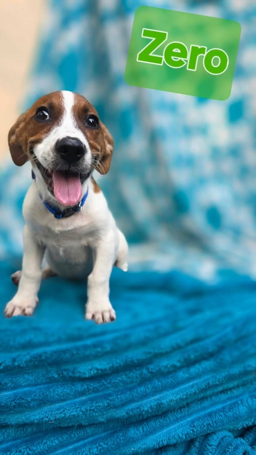 ZERO- BEAGLE MIX - Beagle available for adoption