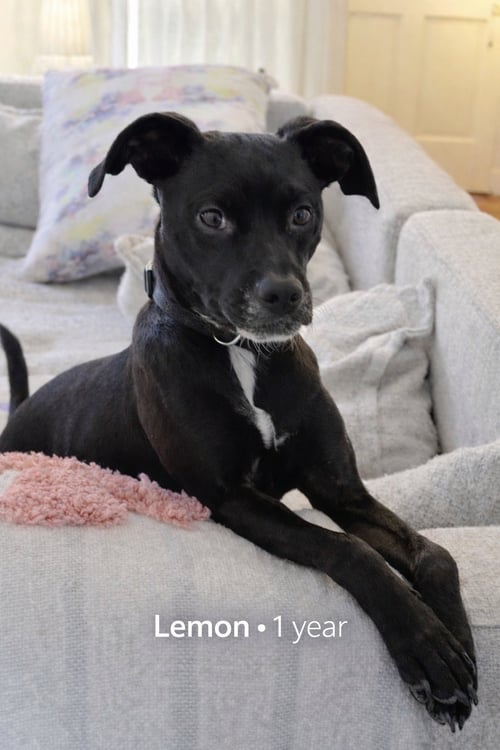 LEMON - ADOPTION PENDING!