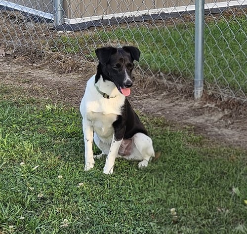 PEPPER (RATTER) - Rat Terrier / Border Terrier available for adoption