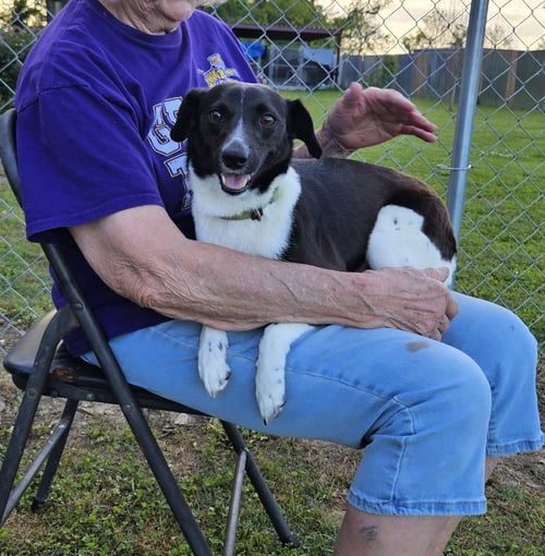PEPPER (RATTER) - Rat Terrier / Border Terrier available for adoption