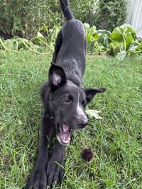 Skunk - The Adventurer - Photo 5