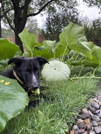 Skunk - The Adventurer - Photo 7