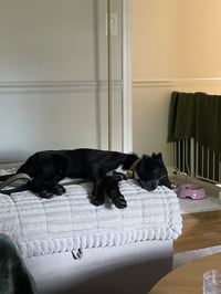 Skunk - The Adventurer - Photo 11