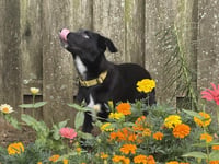 Skunk - The Adventurer - Photo 2