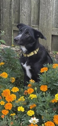 Skunk - The Adventurer - Photo 3