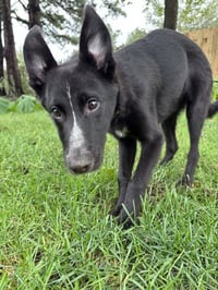 Skunk - The Adventurer - Photo 4