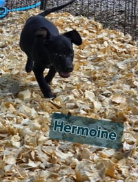 Hermoine - one of 3 playful sisters - Photo 4
