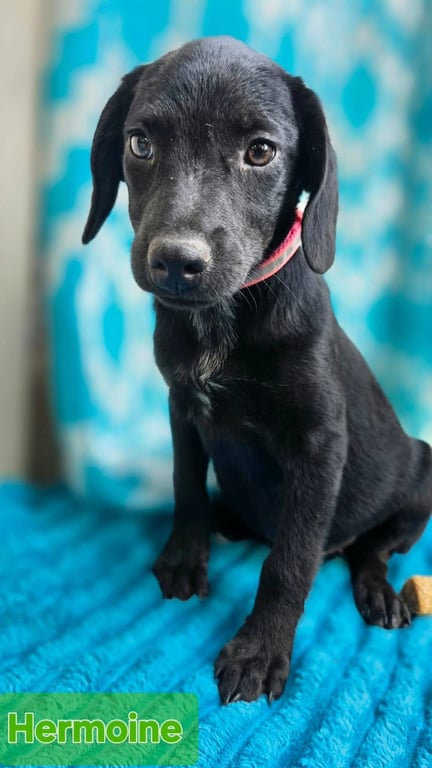 Hermoine - one of 3 playful sisters Image