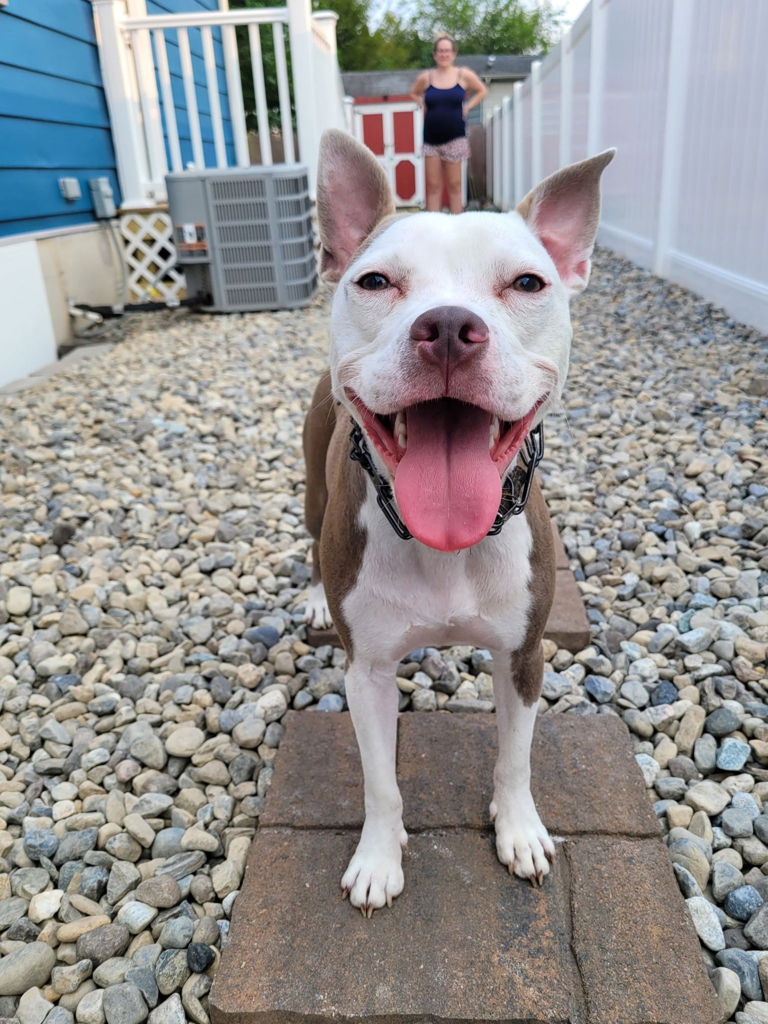 STELLA - Staffordshire Bull Terrier available for adoption