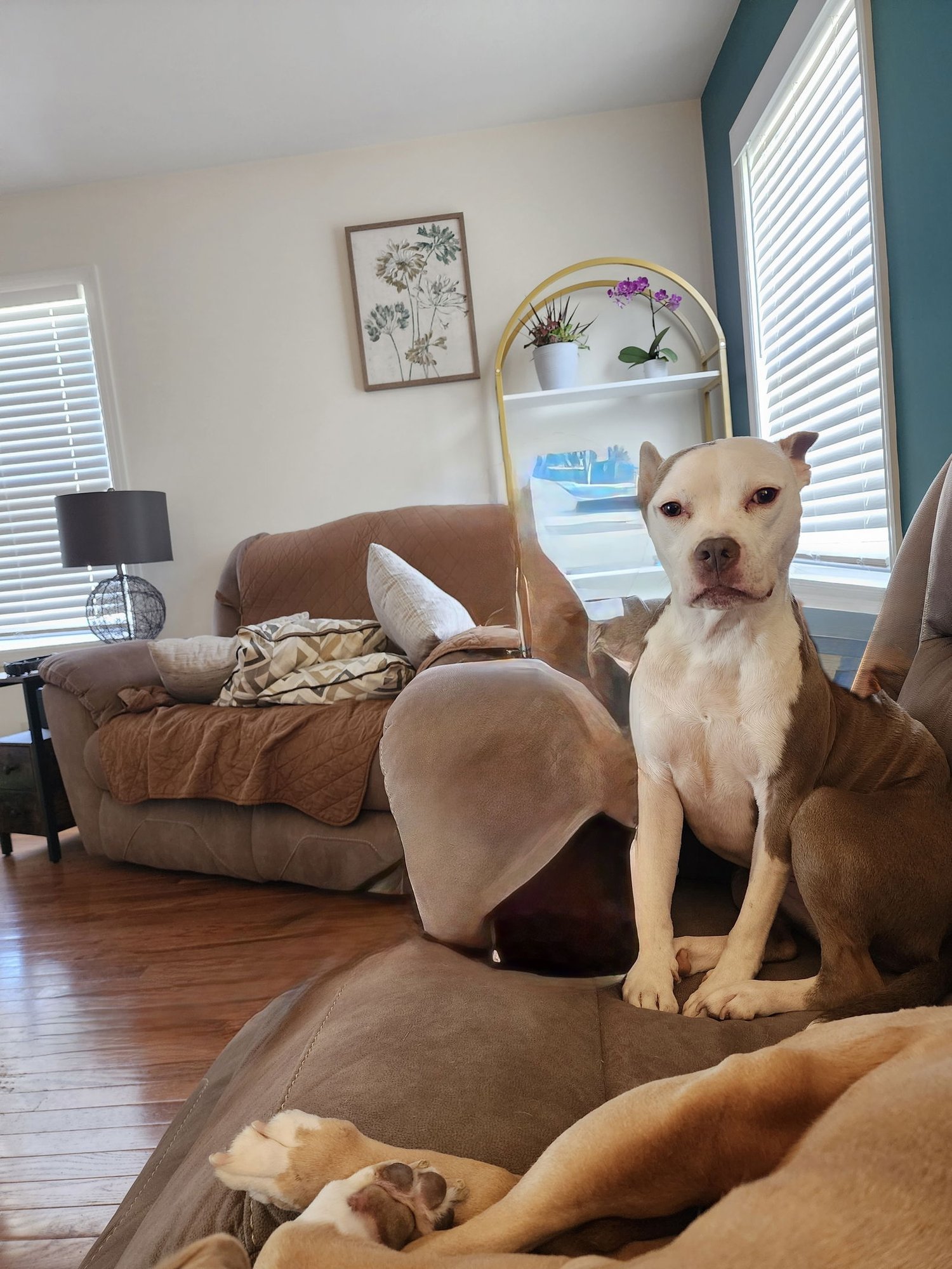 STELLA - Staffordshire Bull Terrier available for adoption