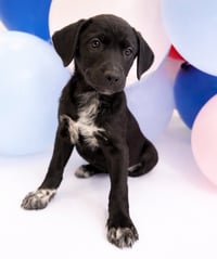 Fiona ~ ADOPTION PENDING! - Photo 1