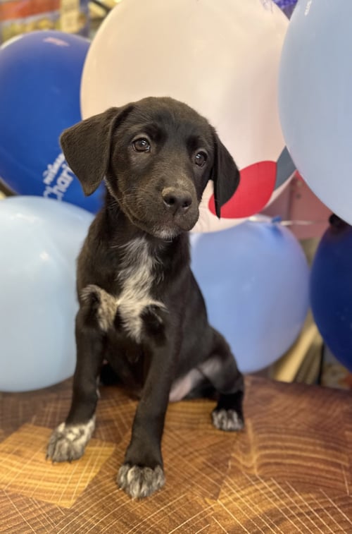 FIONA ~ ADOPTION PENDING! - Labrador Retriever available for adoption