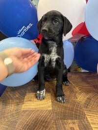 Fiona ~ ADOPTION PENDING! - Photo 3