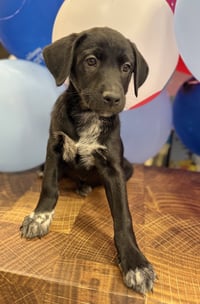 Fiona ~ ADOPTION PENDING! - Photo 4