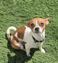 Miko- tiny heartbreaker - Photo 1