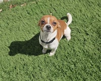 Miko- tiny heartbreaker - Photo 2