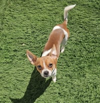 Miko- tiny heartbreaker - Photo 4