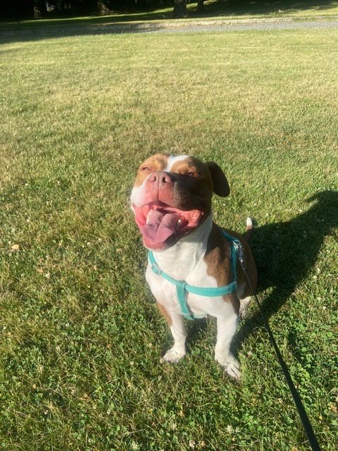 BAMBEE - American Pit Bull Terrier available for adoption