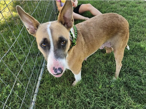 LINDA - MAMMA DOG READY FOR SOME ME TIME - Bull Terrier available for adoption