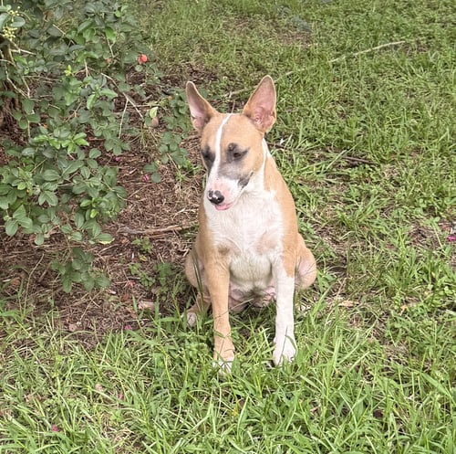 LINDA - MAMMA DOG READY FOR SOME ME TIME - Bull Terrier available for adoption