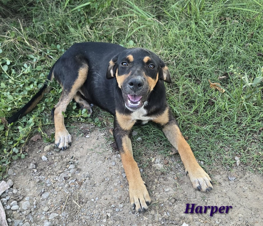 Harper- affection is my love language Image