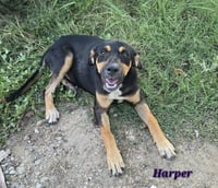 Harper- affection is my love language - Photo 1
