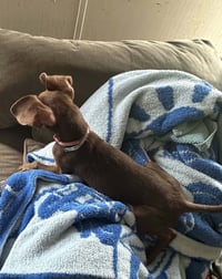 Daisy- ADOPTION PENDING - Photo 4