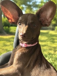 Daisy- ADOPTION PENDING - Photo 2