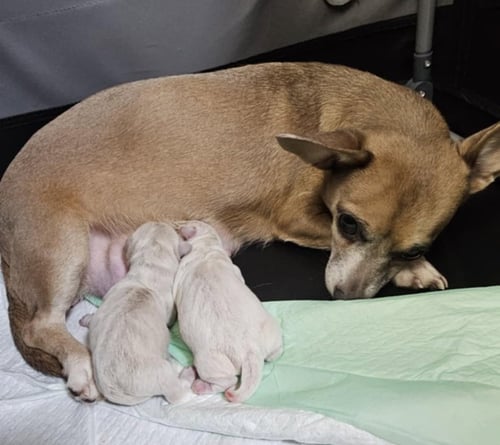 SKYLA- LOVING MAMA - Chihuahua / Dachshund available for adoption