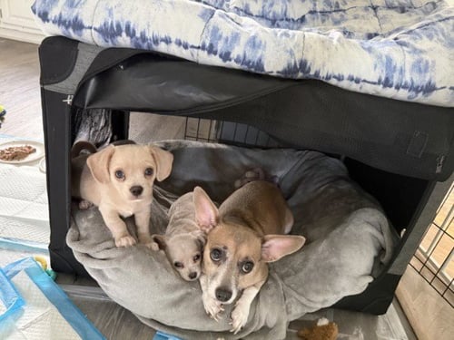 SKYLA- LOVING MAMA - Chihuahua / Dachshund available for adoption