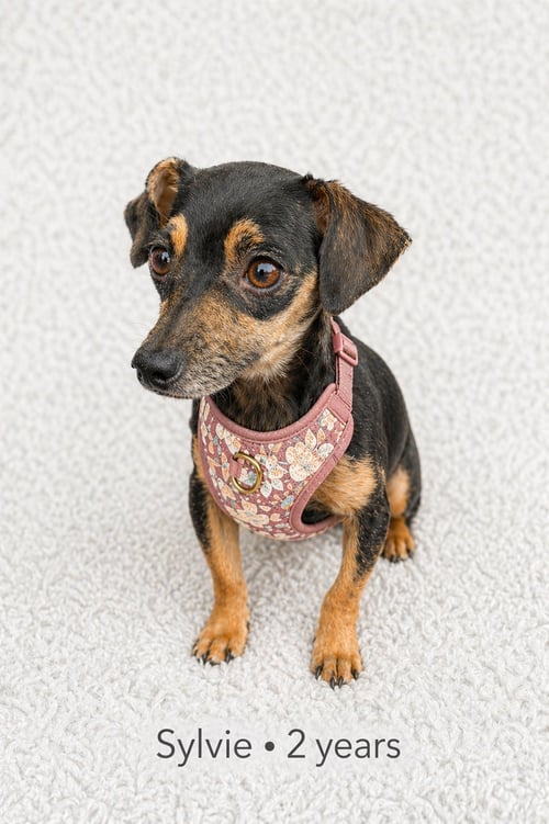 SYLVIE - ADOPTION PENDING