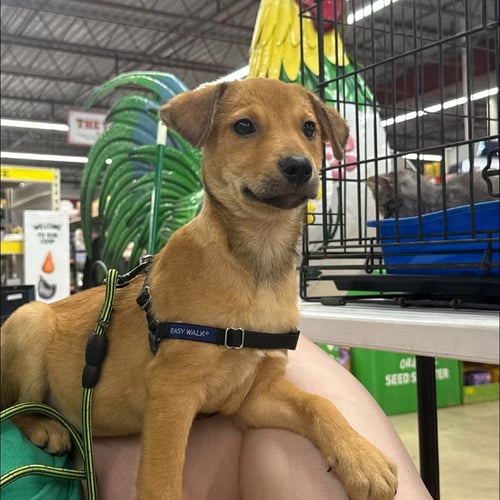JUNE- PLAYFUL GIRL - Jack Russell Terrier available for adoption
