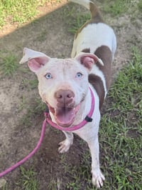 Coco- look at those baby blues - Photo 1