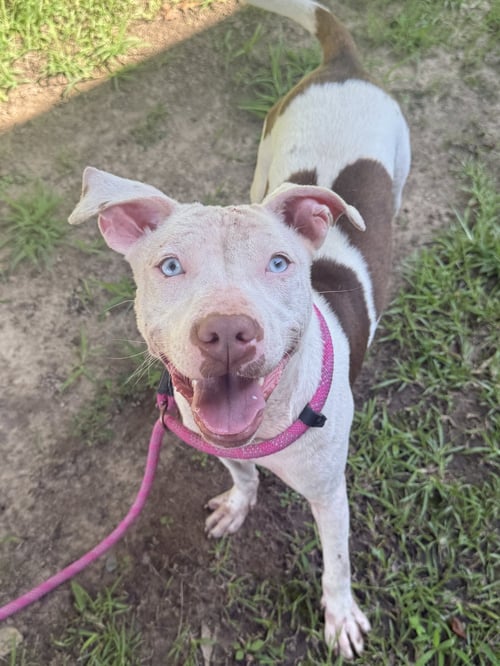 COCO- LOOK AT THOSE BABY BLUES - American Staffordshire Terrier available for adoption