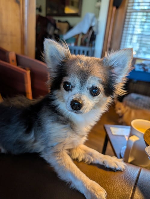 ZEUS & SCRUFFY - A BONDED PAIR! - Chihuahua available for adoption