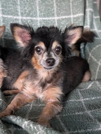 Zeus & Scruffy - A Bonded Pair! - Photo 13