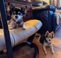 Zeus & Scruffy - A Bonded Pair! - Photo 5